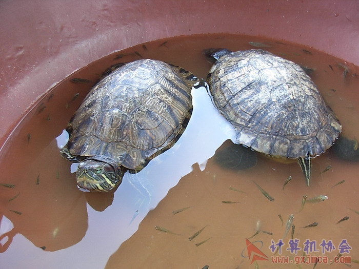071029XCB101.jpg