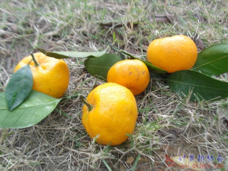 161204yjq0612.JPG