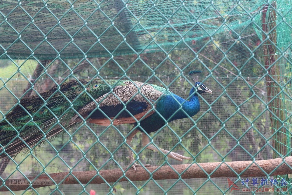 20170506cjjdzjds033.JPG