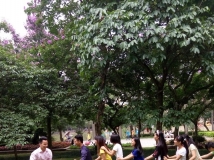 20150524协会人事部游玩金花茶公园部门联谊活动（03）